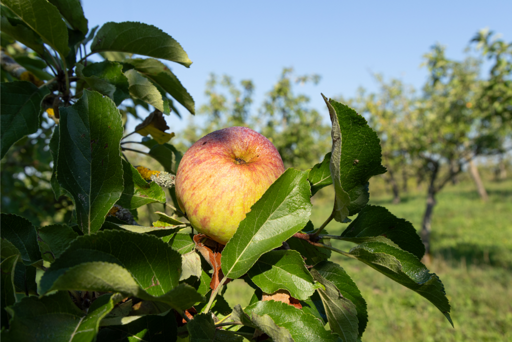 Mehr über den Artikel erfahren Bio-Schätze im Aurachtal