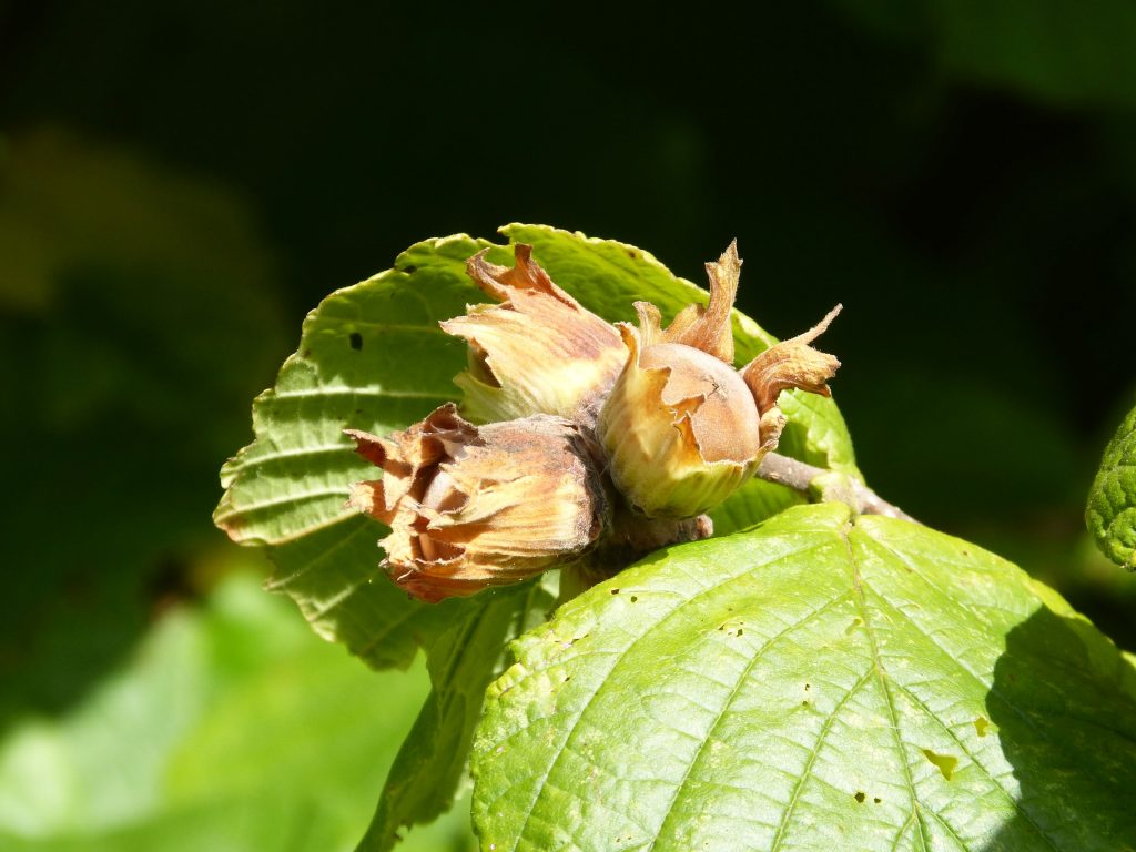 Mehr über den Artikel erfahren Herbstliche Gartenführung im Bauernmuseum
